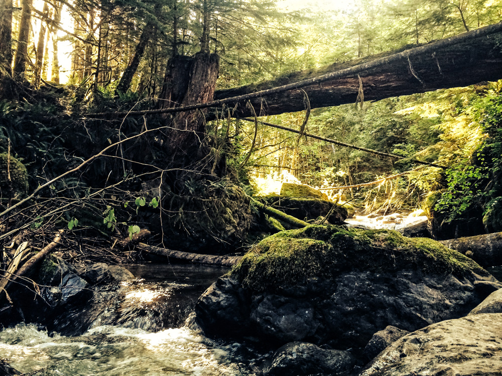 We went for a short hike looking for firewood and came across this river and fallen tree bridge.